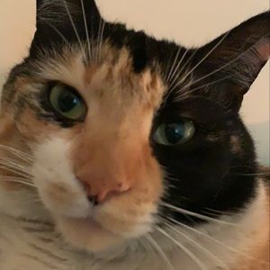 Meet your Posher, Thalia